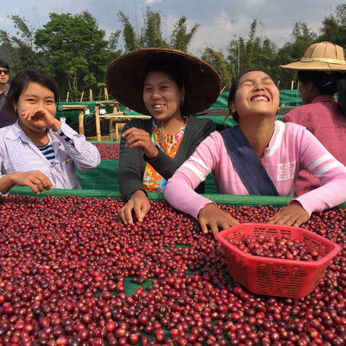 Three women smiling and laughing while sorting red berries on a green net outdoors, with a red basket filled with berries in the foreground.