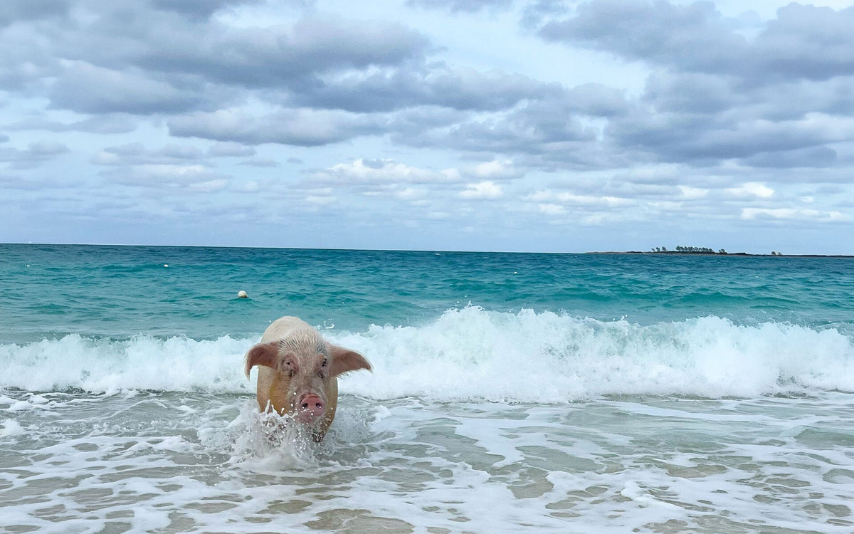 Swimming Pigs: a note on my approach to writing