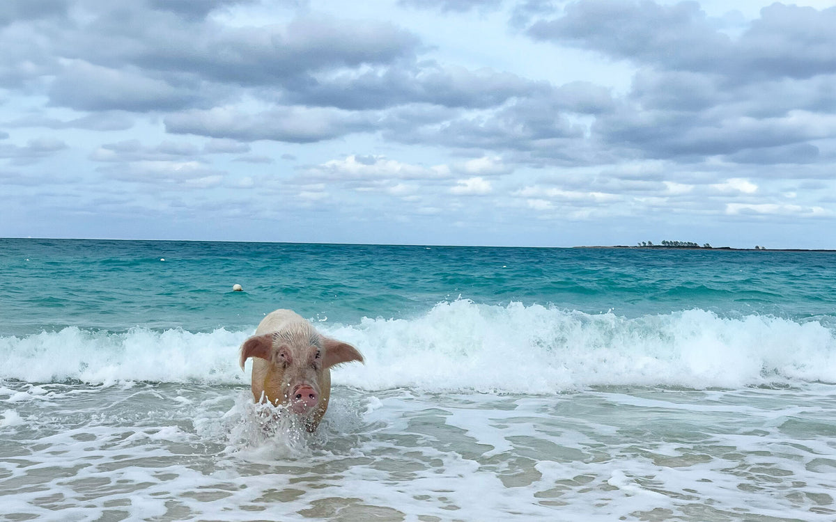 A light pink pig standing in foamy ocean waves on a beach, with turquoise water and a cloudy blue sky in the background.